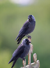 two jackdaws are sitting on the cross of the temple