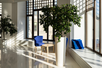 Blue armchair in white room with botanic decoration. Modern white gallery interior with panoramic window city view. Modern office space with sunlight