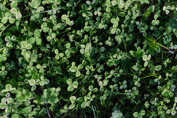Clover grass leaves are green and freshly shot close-up of the lawn. The concept of caring for the...