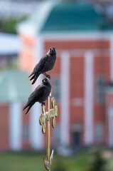 two jackdaws are sitting on the cross of the temple