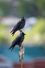 two jackdaws are sitting on the cross of the temple