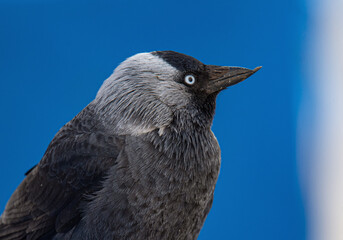 jackdaw sitting on the roof close-up