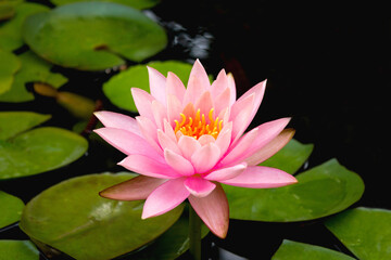 Pink lotus blossoms