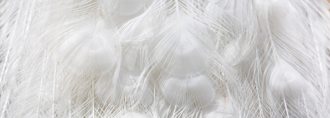 Peacock albino. White feathers close-up. Texture of peacock feathers. Plumage of tropical unusual fairy birds of white feathers as a background. Peacock tail. © Vera