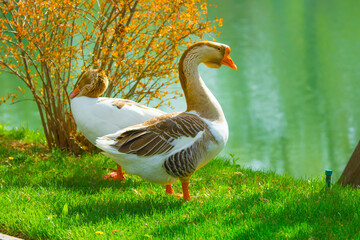 Geese and ducks walk on the grass in a green meadow in the pasture. Livestock raising and farming in the village.