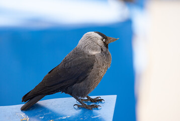 jackdaw sitting on the roof close-up