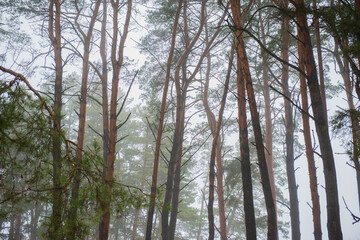 Fototapeta premium Pine tree trunks silhouettes in fog.