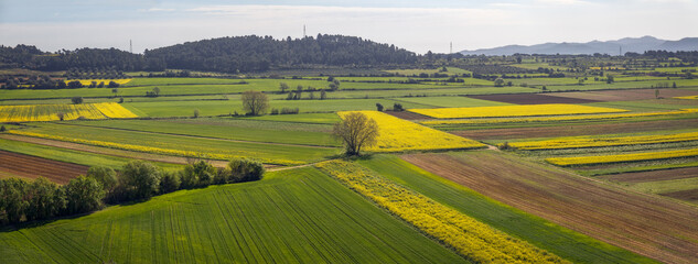 Fototapeta premium Growing Fields in Baix Emporda, Catalonia
