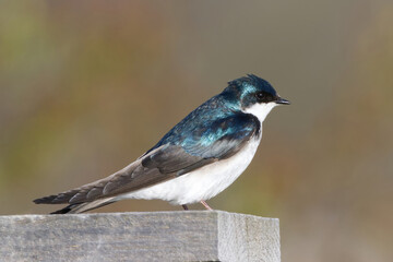 Fototapeta premium Tree Swallow perched on a nesting box. Captured in Toronto, Ontario, Canada.