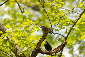 birds in an oak tree in spring (female and male Brown-headed cowbird)