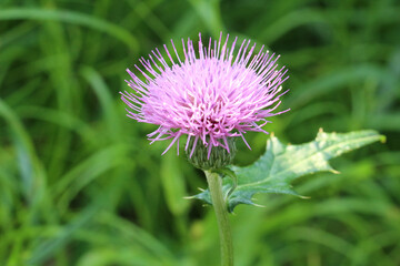 初夏の野草の中の一輪のピンクのアザミのアップ
