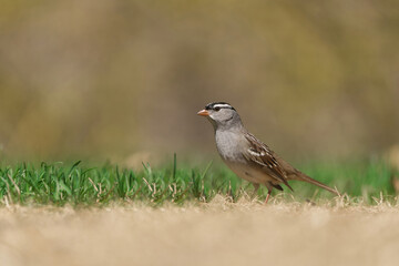 White-Crowned Sparrow foraging on the ground. Captured in Richmond Hill, Ontario, Canada.