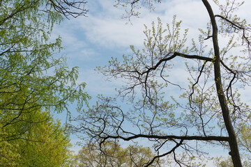 spring in the park
