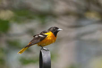 Baltimore Oriole
