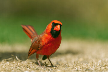 Male Northern Cardinal closeup. Captured in Richmond Hill, Ontario, Canada.