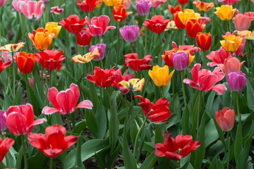 field of tulips