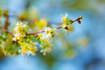 White flowers bloom in the trees. Spring landscape with blooming sakura tree. Beautiful blooming garden on a sunny day. Copy space for text.