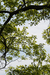 Fototapeta premium leaves against blue sky