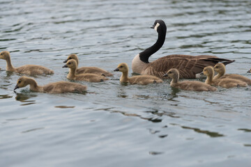 family of geese swimming