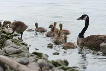 canadian goose and family on the water (almost)