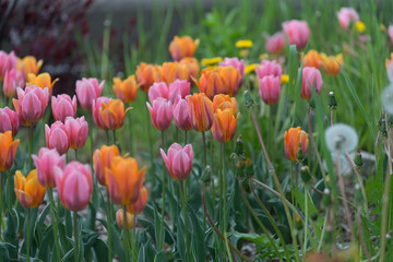 field of tulips with grass and dandelions