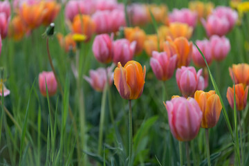 orange and pink tulips with dandelions and grass