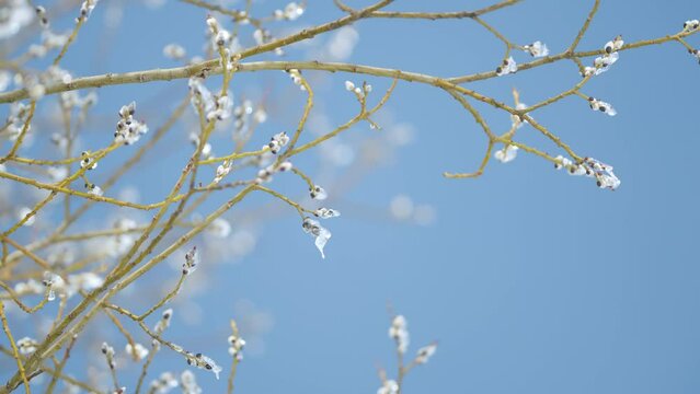 First days of spring. Pussy willow branch ice covered swaying slowly against blue sky background. Bokeh.