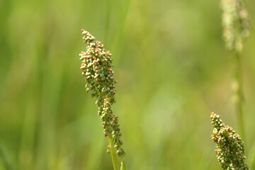 スイバ　春　4月