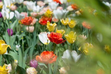 faded tulips in the sun (partly behind a palm leaf)