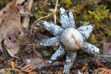 ツチグリ　キノコ　春　4月
