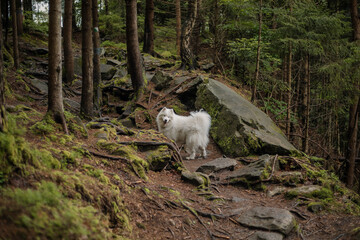 Fototapeta na wymiar Samoyed dog in the forest. Hiking dog. Carpathian mountains
