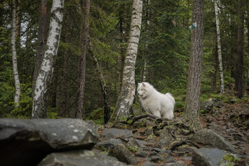 Obraz na płótnie Canvas Samoyed dog in the forest. Hiking dog. Carpathian mountains