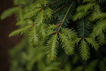 Fir-tree. Spruce tree close-up. Shallow focus, background and foreground blur. Fir tree brunch close up.