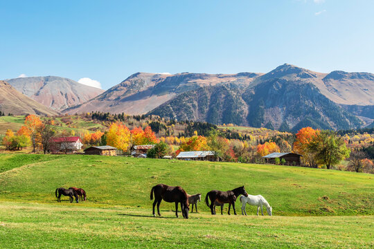 autumn trees in a house and horse in the foreground, large mountain landscape in the back
