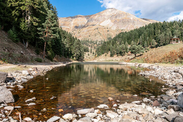 forest in a lake and big mountain in the back