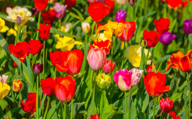 Fototapeta premium Blooming tulips. Spring floral background. Field of bright beautiful tulips close-up. Colorful tulips at the Holland Flower Festival. long banner