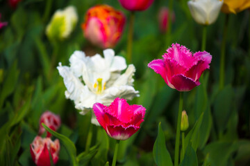 Naklejka premium Blooming tulips. Spring floral background. Field of bright beautiful tulips close-up. Colorful tulips at the Holland Flower Festival. long banner