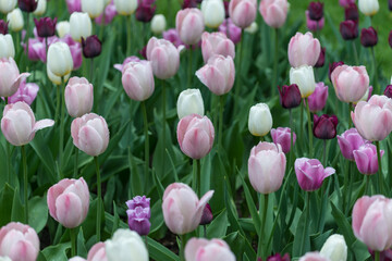 pink, white, and violet tulips