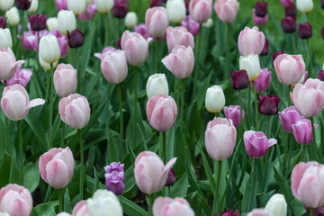 Fototapeta premium pink, white, and violet tulips