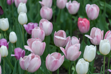 Obraz premium field of pink and white tulips under the clouds