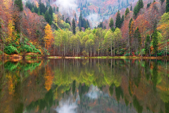 autumn in a lake, foggy weather and trees reflection. Borcka-Karagol