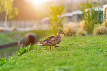 Duch on the green grass. wild duck on a green meadow - obrazy, fototapety, plakaty