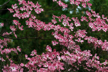inclement weather in the garden or flowering dogwood tree immediately after the rain - grainy effect