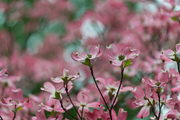 inclement weather in the garden or flowering dogwood tree immediately after the rain - grainy effect