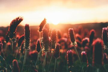 夕日の中のストロベリーキャンドル