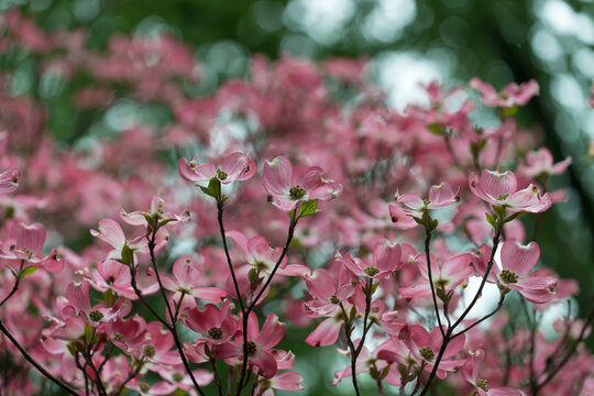 inclement weather in the garden or flowering dogwood tree immediately after the rain - grainy effect