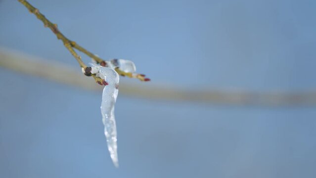 Spring trees ice covered against blue sky background. Willow in early spring. Bokeh.