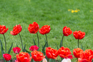 rows of tulips on a grass background
