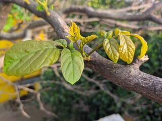 Yellow leaves on a tree
Autumn season