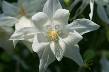 white columbine (Aquilegia) flower close up